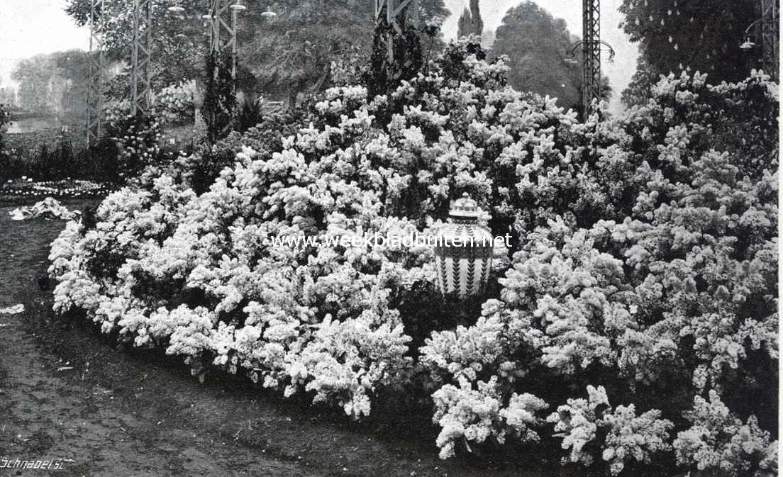 Bloemenpracht in het Tuinbouw-Paleis op de tentoonstelling te gent. Een mooie verzameling seringen, smaakvol gerangschikt