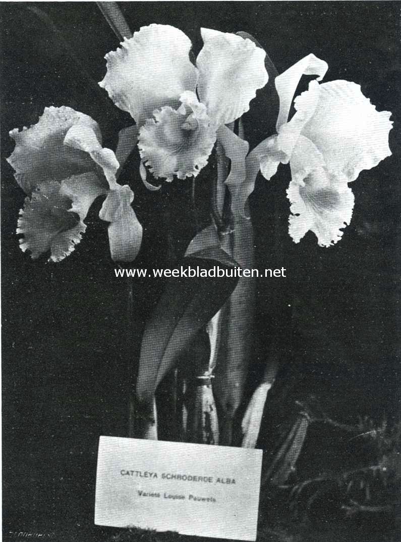 Een mooie Cattleya op de tentoonstelling te Gent