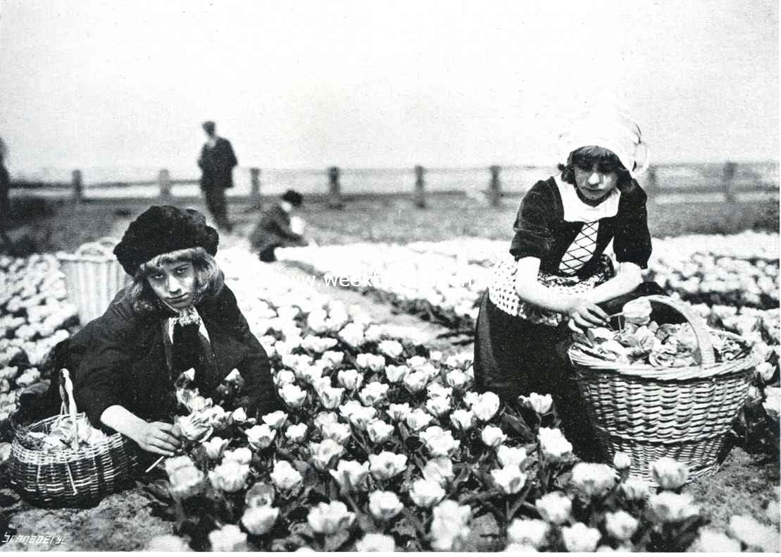 Vertooning in de tulpenvelden bij Hillegom van 't bioscoopdrama 