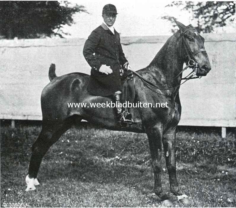 Het concours-hippique te Amsterdam. 1e prijs Concours schoonste rijpaard (Hunters) 