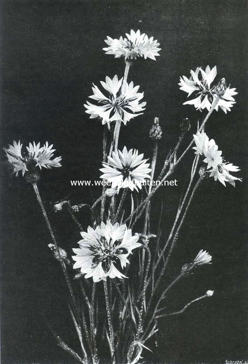De korenbloem