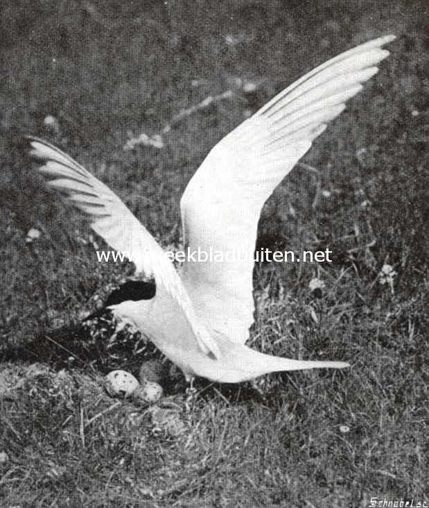 Vischdiefje bij zijn nest