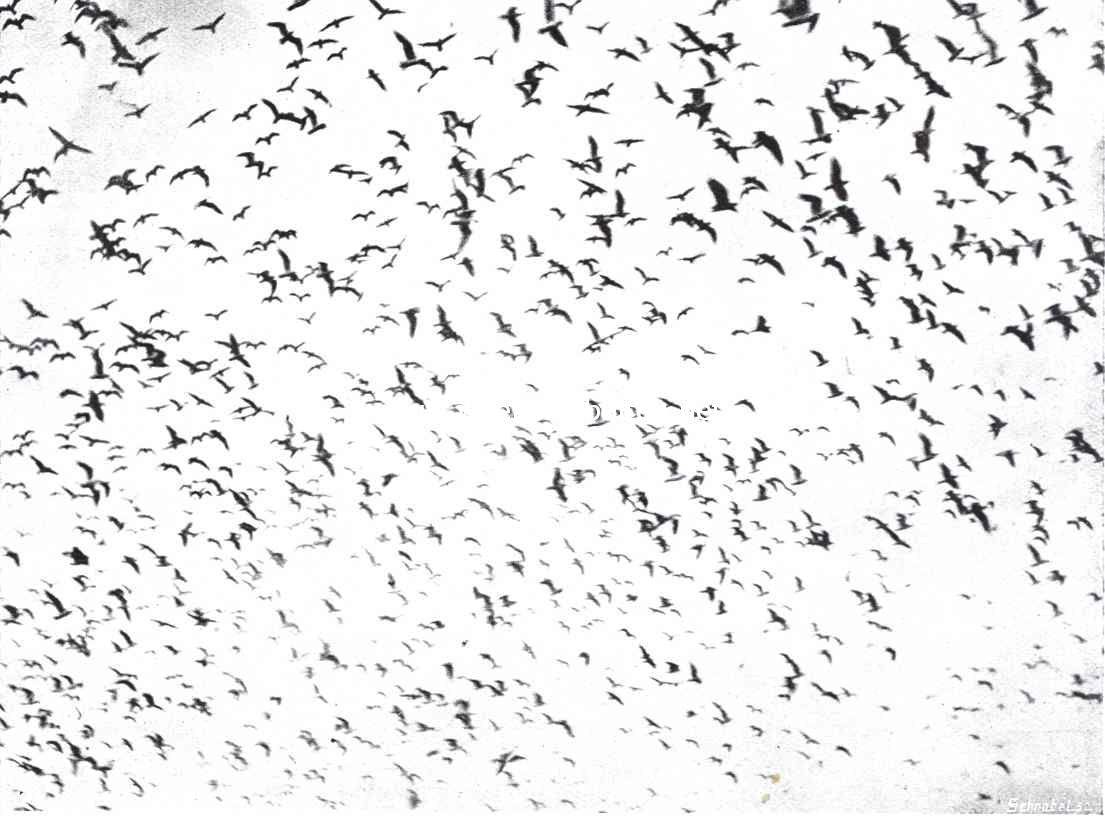 Kapmeeuwen in de vlucht