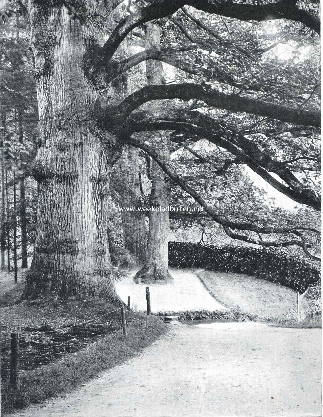 Eeuwelingen in het park van het kasteel Rosendaal