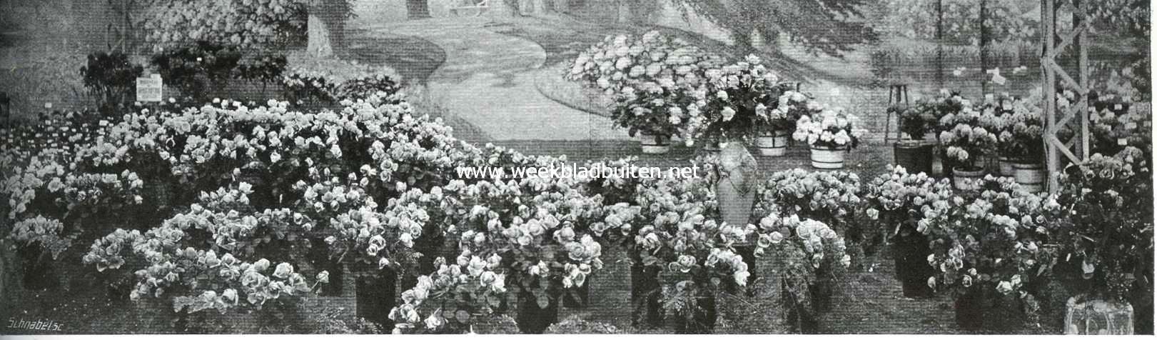 De inzending rozen uit Aalsmeer op de Internationale Tentoonstelling te Gent