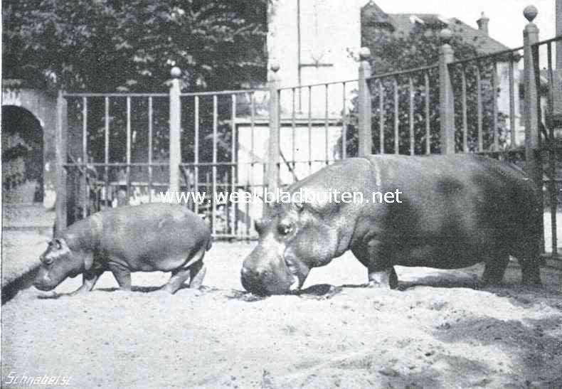Moeder nijlpaard met kind in 