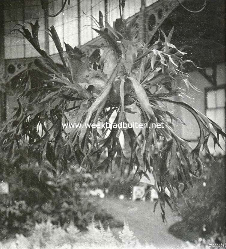 Platycerium Willinkii, ingezonden door den Hortus te Groningen op de groote plantenkeuring te Groningen, waar zij een certificaat voor cultuur verwierf