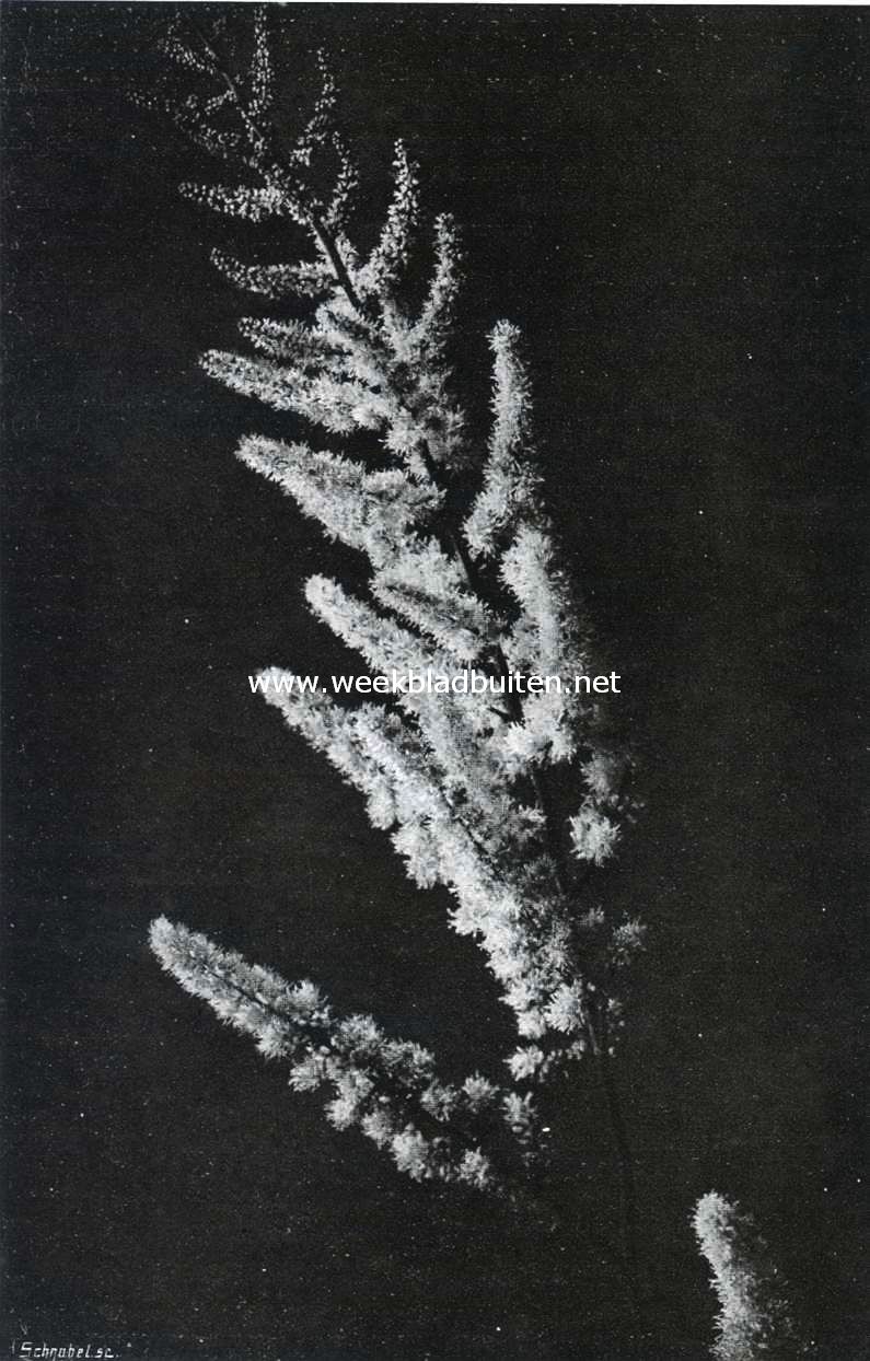 Astilbe Moerheimii, ingezonden door den heer B. Ruijs te Dedemsvaart, op de groote plantenkeuring te Groningen, waar zij een certificaat 1ste klasse verwierf