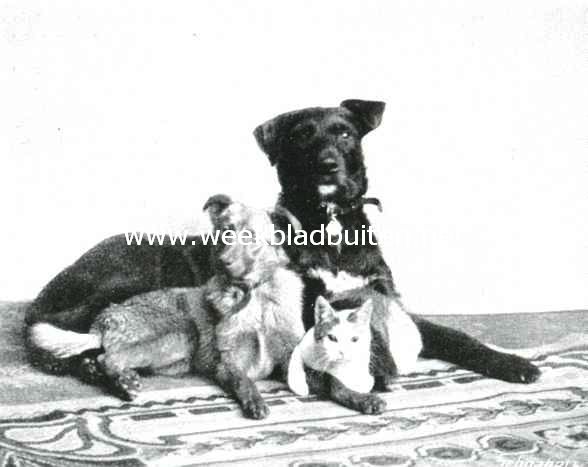 Drie vrienden