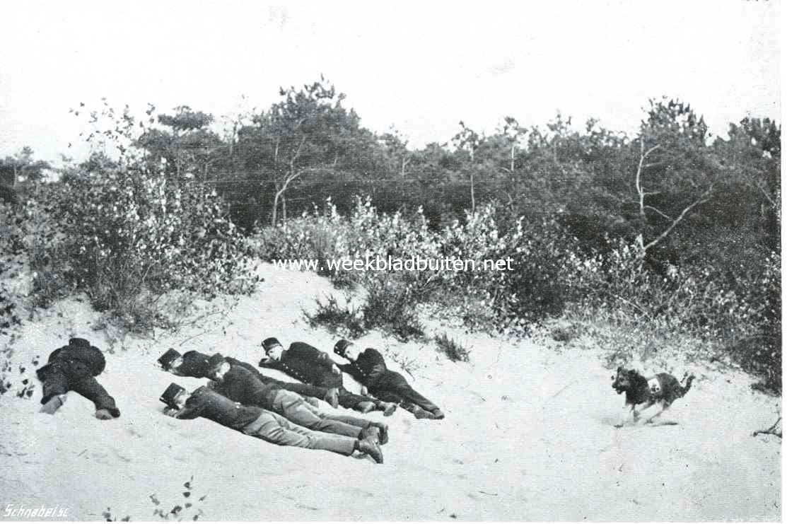 De keuring van Roode Kruis honden te 's Gravenhage op 4 Oct. l.l. 