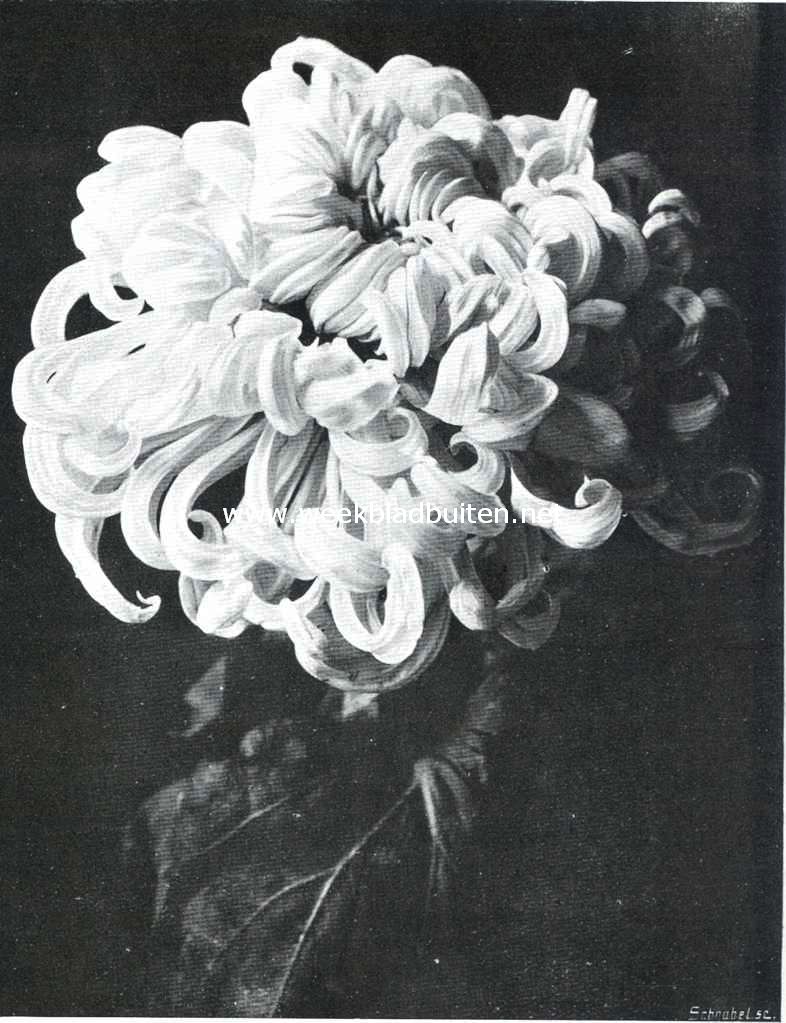 Chrysanthemum 