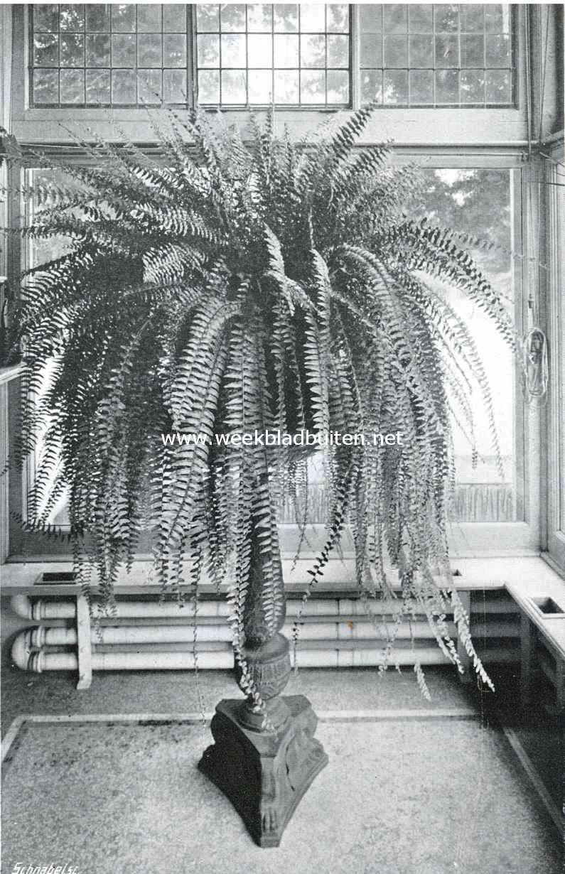 Nephrolepsis Bostoniensis. De rechtovereind staande schoten zijn de nieuwe, die omstreeks Juni, meestal 80  90 in getal, de halve lengte (ongeveer 80 c.M.) hebben bereikt. Deze plant telt ongeveer vierhonderd ranken