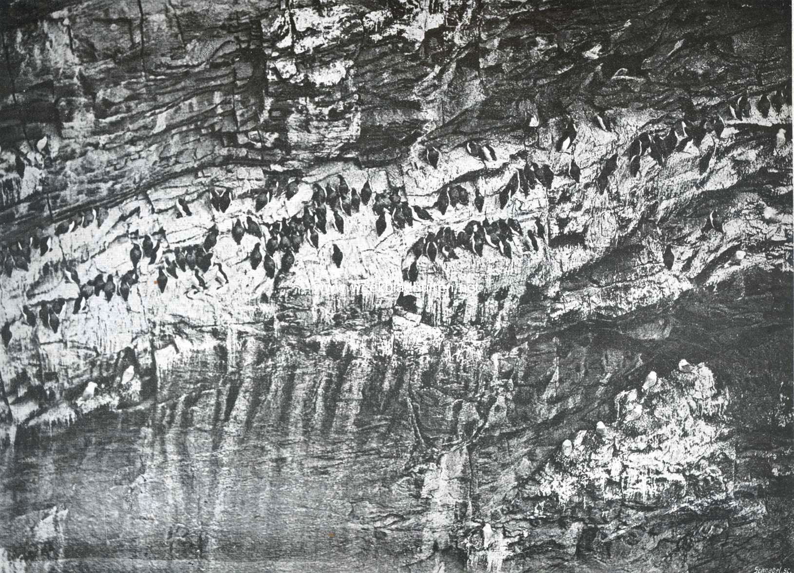 Zeekoeten en meeuwen op de rotsen aan de Engelsche kust