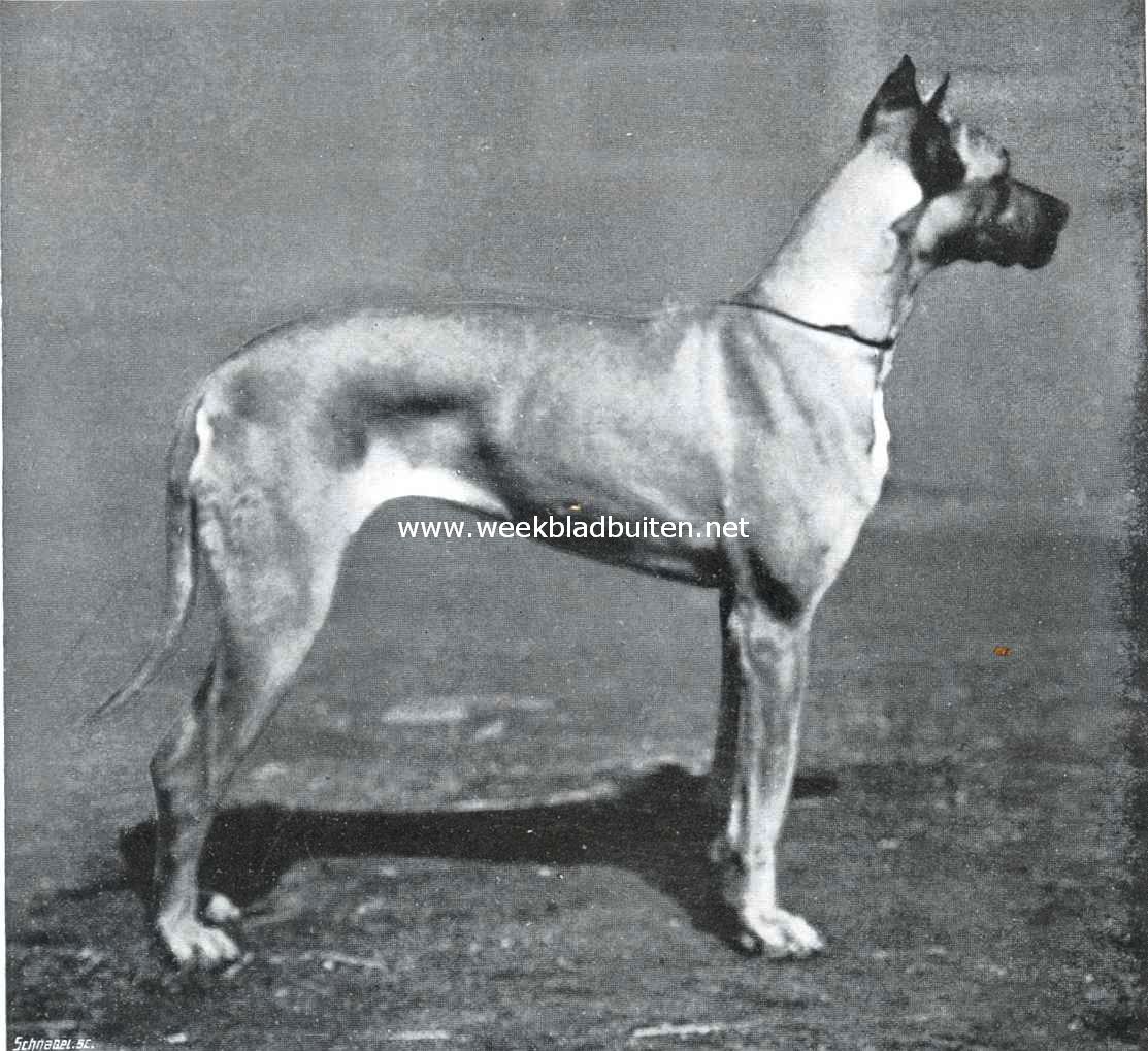 De Duitsche dog. Een-kleurig gele Duitsche dog. Een mooie exemplaar op de Amsterdamsche tentoonstelling