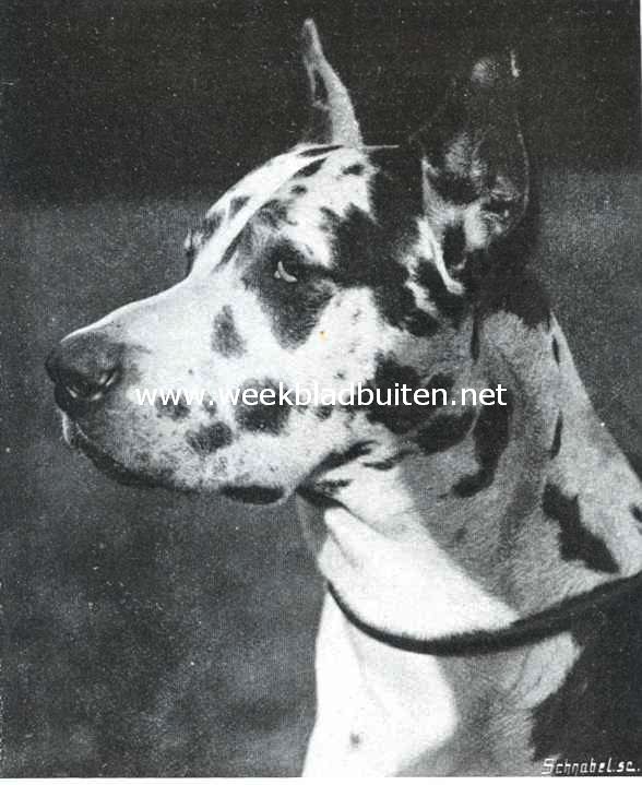 De Duitsche dog. Een karakteristieke Duitsche doggen-kop