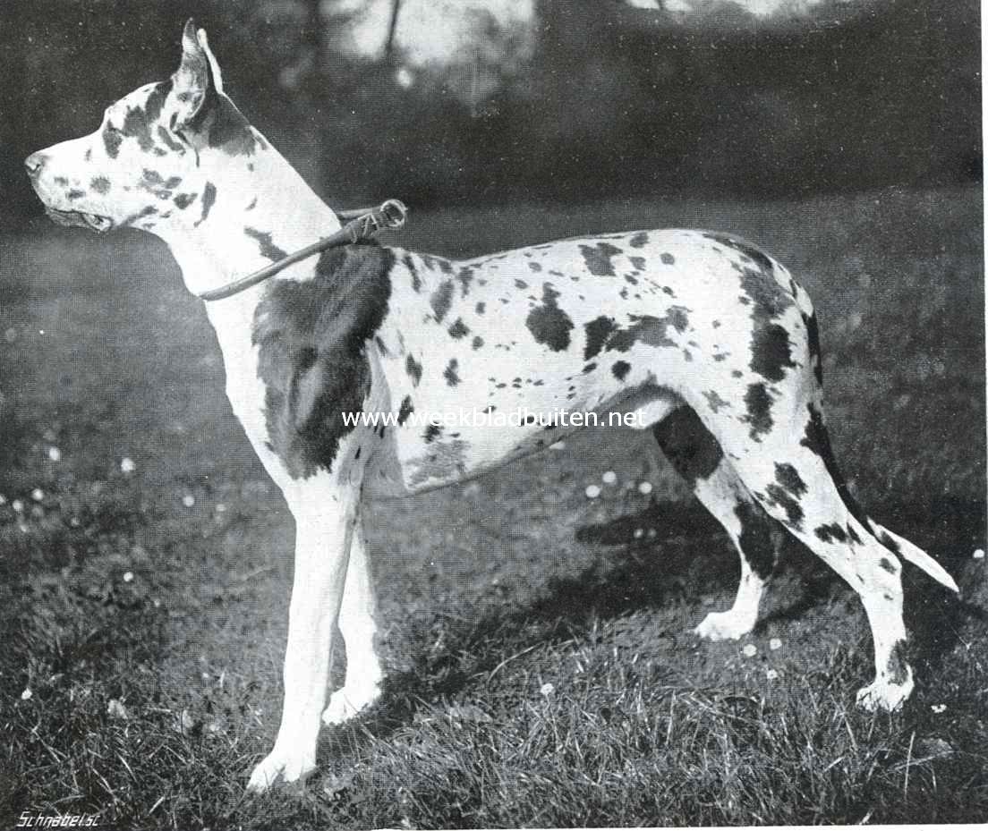 De Duitsche dog. Kampioen Nestor, de zoon van Hedwig van Terborg