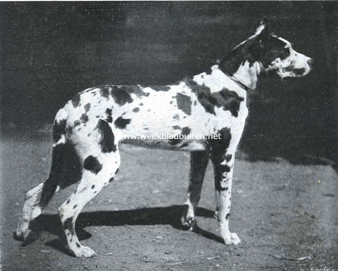 De Duitsche dog. Een eigenaardig gevlekte Duitsche dog