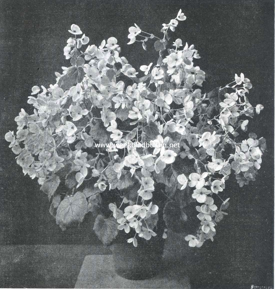 De Plantenkeuring der Maatschappij voor Tuinbouw- en Plantkunde op 11 Nov. l.l. gehouden. Begonia 