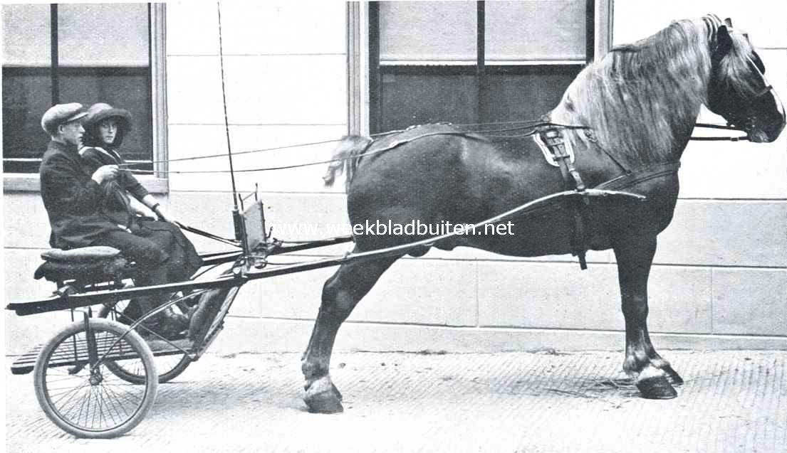 Marquis de Rhodenem, Belgische vosbles. Vader: Marquis d'Erbeek. Moeder: Mouche de Hal