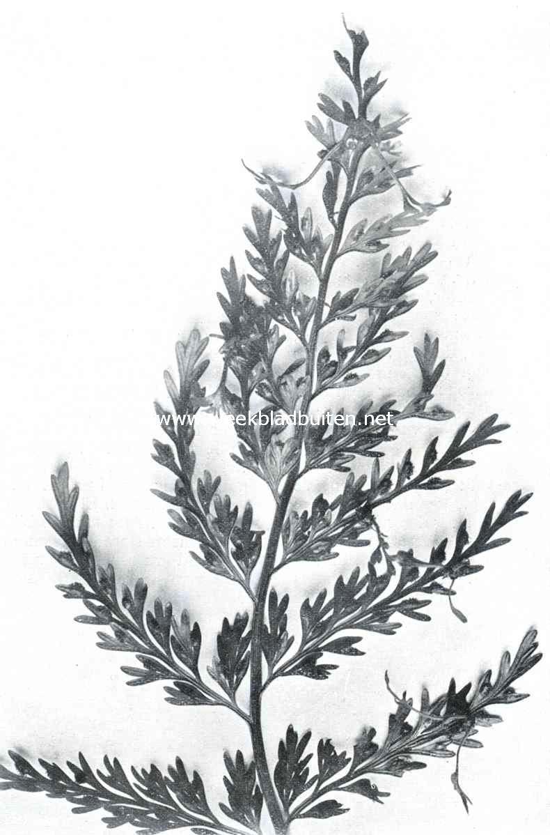 Een eigenaardige kamervaren. (Asplenium Bulbiferum)