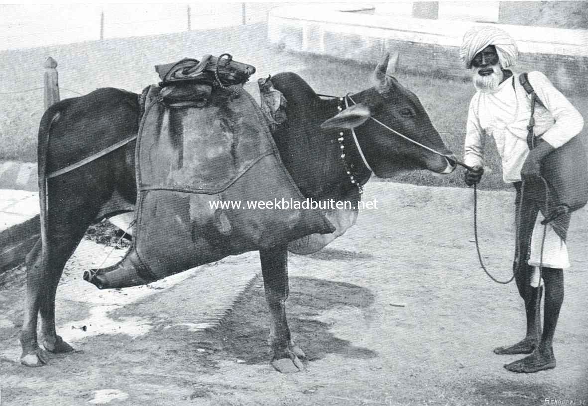 Waterdragers in Delhi (Engelsch-Indi). In 't regenseizoen wordt er water in diepe gemetselde putten opgevangen. Men haalt het later in bakken daaruit en giet het in leren zakken, die vervolgens, door ossen en menschen op den rug gedragen, aan de inwoners worden geleverd
