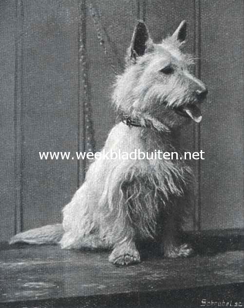 Een aardige witte West-Highland terrier, zittend