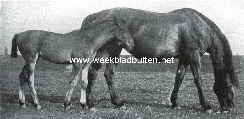 Een Nederlandsche rasvee-fokkerij. Brionie bruin, preferente fok-merrie, Hoog 1,66 M. Geboren 1901, met veulen Nora. Vader kampioen Prettendent, moeder premie-merrie Magna