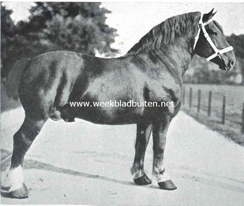 Een Nederlandsche rasvee-fokkerij. Leopold, vos, hoog 1,70 M. Pijpomvang 27 1/2 cM. Gewicht 1060 K.G. Geboren 1907. Vader Marquis d' Erbeek, moeder Madame d'Hellebecque. Behaalde in 1910 drie eerste prijzen en een tweeden prijs, in 1911 en 1912 een eersten, en in 1913 een derden prijs