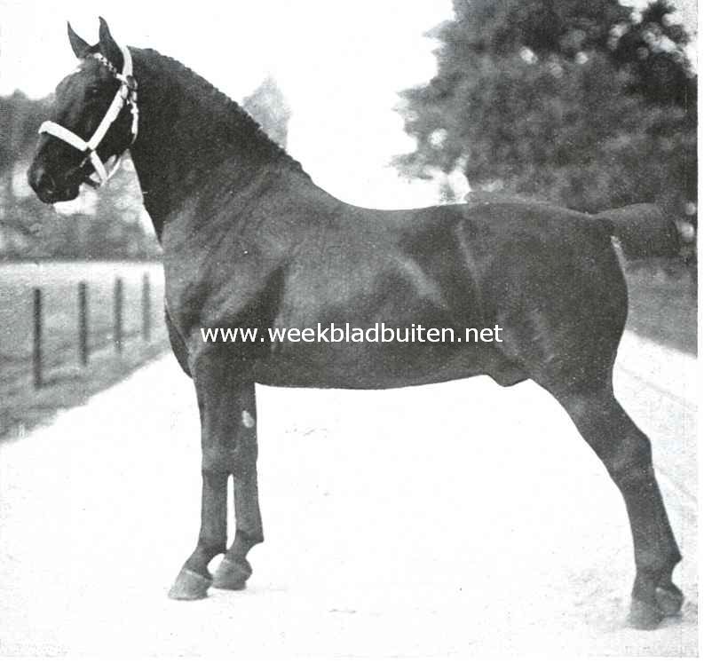 Een Nederlandsche rasvee-fokkerij. Ivanhoe, donkerbruin. Hoog 1,66 M. Geboren 1909. Vader Canrobert, moeder Virginie. Behaalde in 1910, 1911, 1912 en 1913 prijzen op de provinciale keuring te Elst. Verder tweede prijzen in 1912 en 1913 op tentoonstellingen te Nijmegen en Kampen