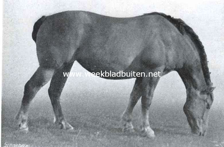 Een Nederlandsche rasvee-fokkerij. Cora de Haneffe, vos. Hoog 1,67 M. Geboren 1910. Behaalde in 1912 eerste prijs te Nijmegen, in 1913 provinciale premie te Zevenaar