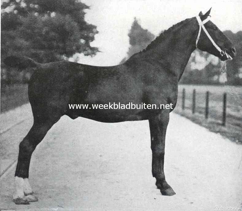 Een Nederlandsche rasvee-fokkerij. Canrobert, Anglo Normand, donkerbruin, hoog 1,66 M. Geb. 1903. Vader Thermidor, moeder Rachel. Behaalde in 1907, 1908 en 1909 eerste prijzen. In 1908 bovendien een tweeden en in 1909 een derden prijs