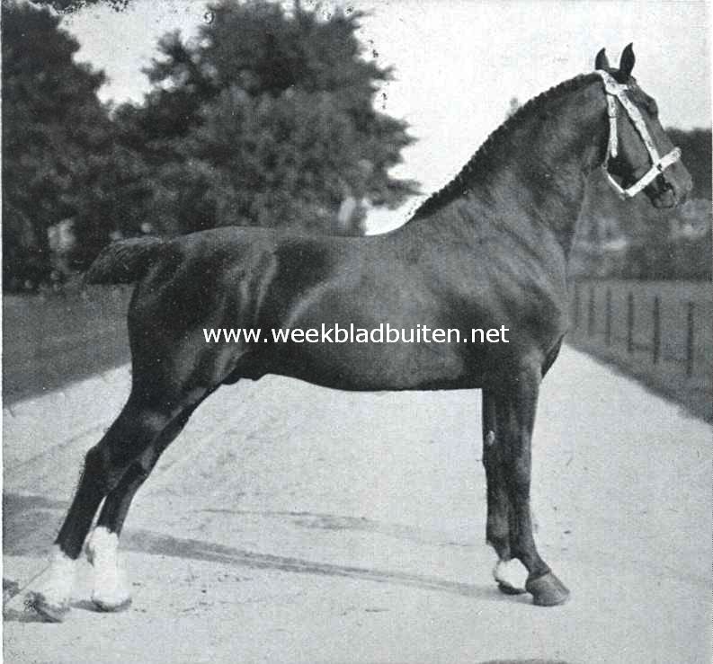 Een Nederlandsche rasvee-fokkerij. Fashion, goudbruin. Hoog 1,66 M. Geboren 1905. Vader kampioen Harras, moeder Brionie. Behaalde meerdere prijzen in 1907, 1908, 1909, 1910, 1911 en 1913