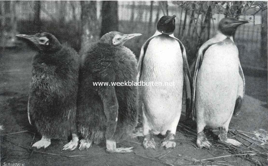 De koningspinguins uit Zuid-Georgia in de Rotterdamsche Diergaarde