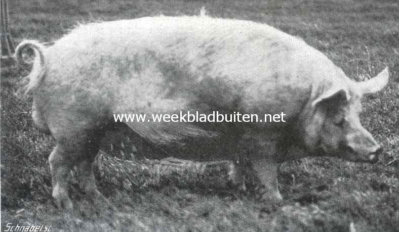 Pauwens Groot-Yorckshire beer, 14 maanden oud