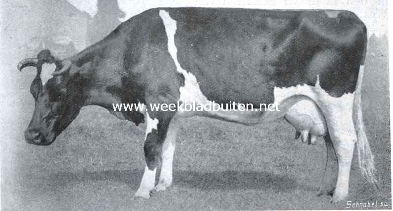 Magna, n.r.s. No. 4419, geb. 18 October 1906. Ingeschreven met 80 punten opbrengst in 273 dagen 3862 K.G. melk, met 3,94 vetgehalte. Eerste prijs Nijmegen 1912