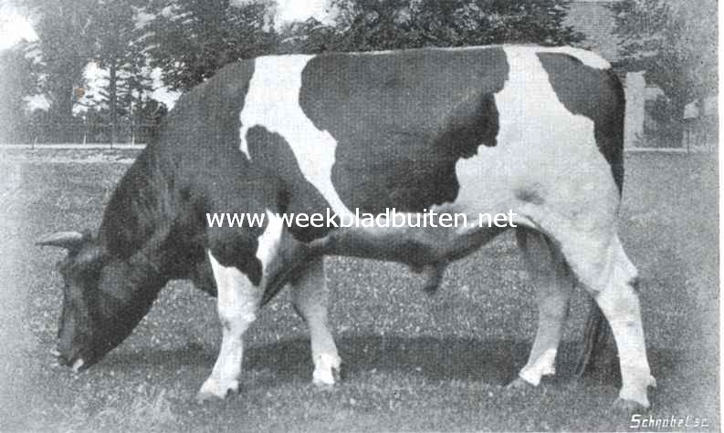 Twee-jarige stier