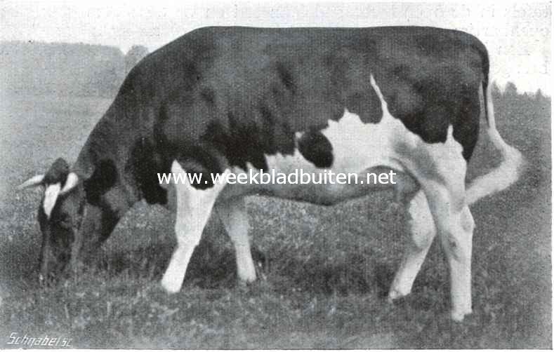 Twee-jarige dragende vaars. Eerste prijs Nijmegen 1912
