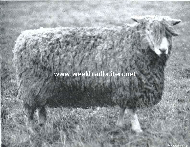 Een-jarige ram. Pauwen's langwol Lincoln ras