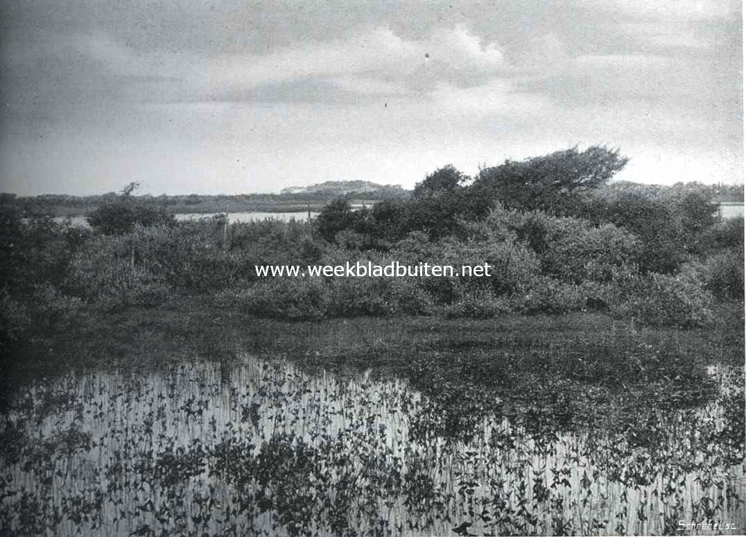 Een mooi plekje in de duinen van Voorne 1
