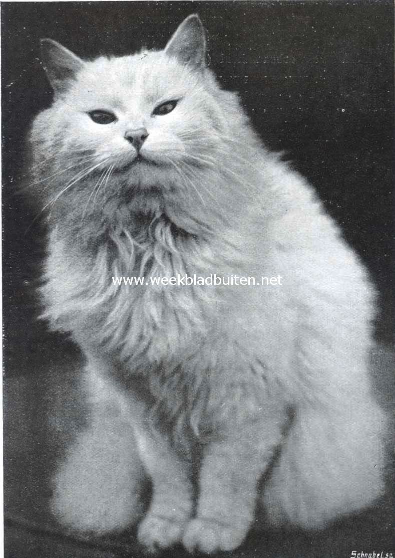 Angora-kat