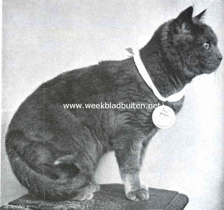 De kattententoonstelling te 's Gravenhage. 