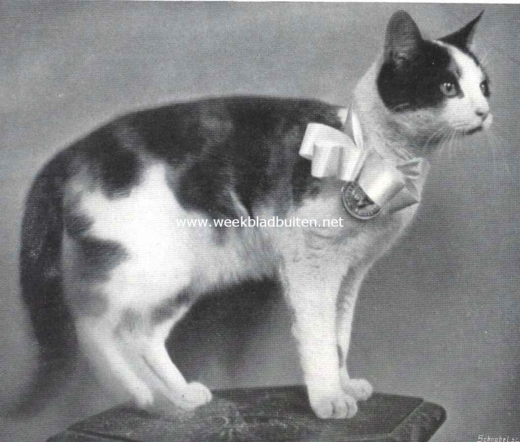 De kattententoonstelling te 's Gravenhage. 