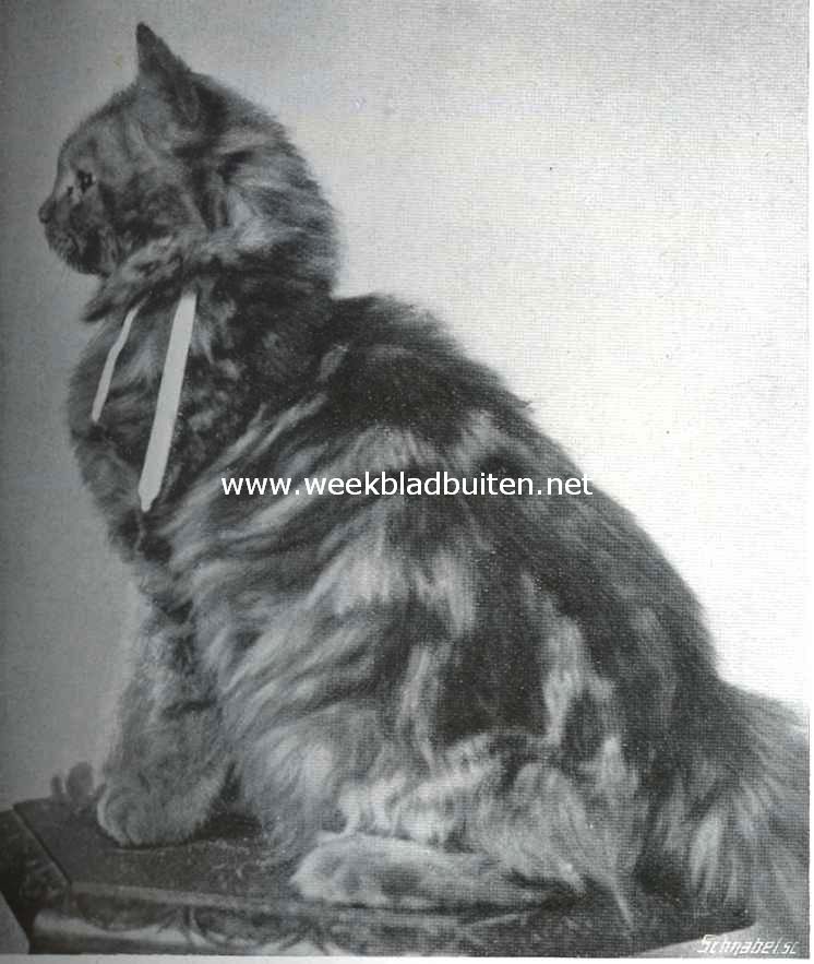 De kattententoonstelling te 's Gravenhage. 