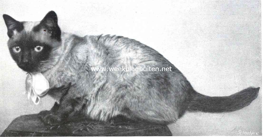 De kattententoonstelling te 's Gravenhage. 