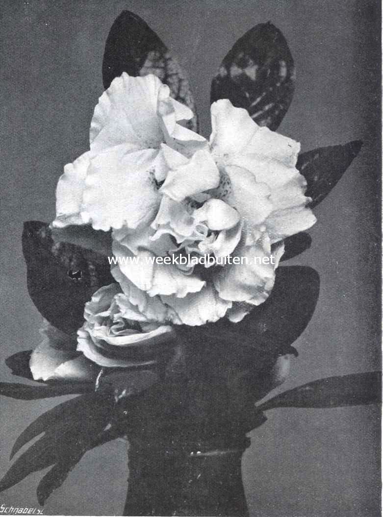 Azalea Haere Will's Pink Pearl, verwierf op de 10 Maart gehouden Plantenkeuring een Certificaat 1ste klasse . Inzendster 