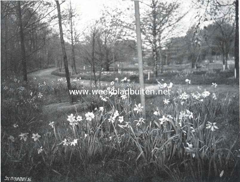 Bolgewassen in het Arboretum der Hoogere Landbouwschool te Wageningen. Narcissen tusschen het gras