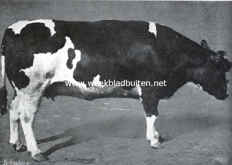 De Paasch-Veetentoonstelling te Rotterdam. Met eersten prijs bekroonde koe uit de klasse 