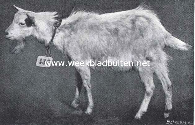De Paasch-Veetentoonstelling te Rotterdam. Zwitsersche springbok, 1e prijswinner. Eigenaar: Klapwijk, Bergschenhoek