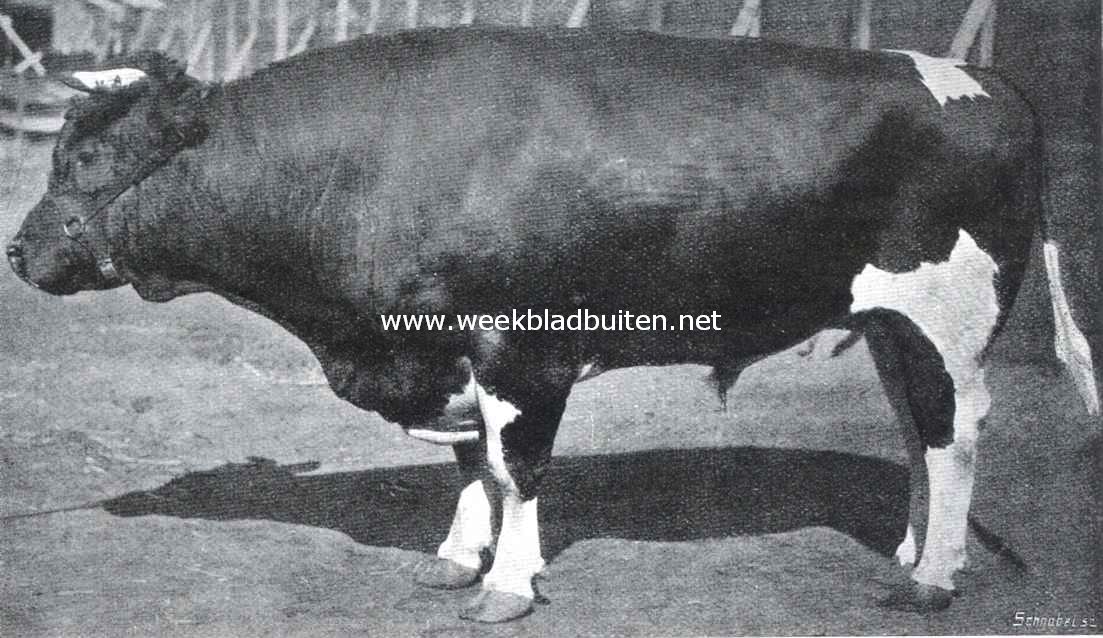 De Paasch-Veetentoonstelling te Rotterdam. De zesjarige fokstier 
