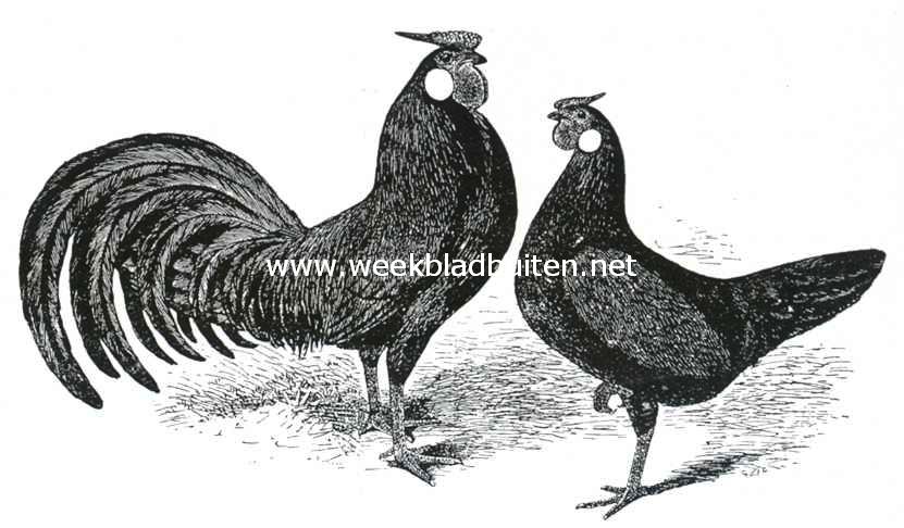 Zwarte Hollandsche hoenders